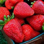 Розсада полуниці Гармонія