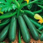 Насіння кабачок Скворушка 0,5 кг