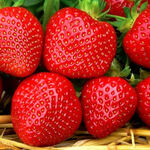 Саджанці ранньої ремонтантної полуниці Портола (ВКС) 5 шт.