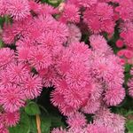 Насіння Агератум рожевий 1000 шт. (Насіння країни)