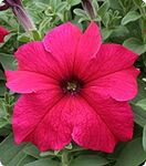 Петунія Віртуоз Deep Rose