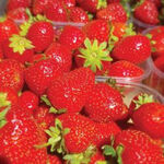 Розсада полуниці Еверлі (ВКС)