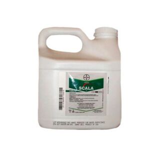 Скала (Байєр, Germany) 