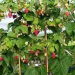 Малина деревоподібна Таруса (ВКС)