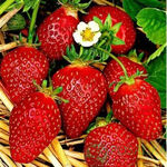 Розсада полуниці. Ремонтантний сорт Світ Енн