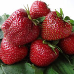 Саджанці ремонтантної полуниці Крапо 10 - 5 шт.