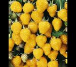 Малина жовта Голден Квін (ВКС)