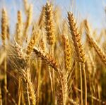 Пшениця озима Афродита еліта