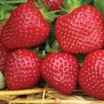 Розсада полуниці Джайв (ВКС)