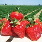 Полуниця Джолі (ОКС)