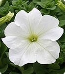 Петунія Віртуоз White