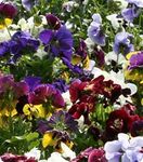 Дінастія Blotched Mixed