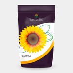 Семена подсолнечника Oleum (L) 2023 год