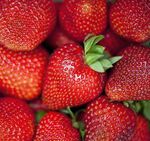 Саджанці ранньої ремонтантної полуниці Сельва - 5 шт. (ВКС)