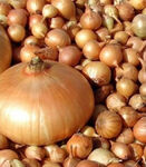 Цибуля сівок Штутти  1 кг