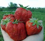 Саджанці ранньої крупноплідної полуниці Біг Ненсі (Big nancy) - 5 шт. (ВКС)