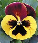 Дінастія Red Wing