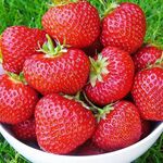 Полуниця Фенелла (ОКС)