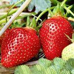 Саджанці полуниці  Вільямс (ВКС)