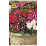 Насіння Вербена Ідеальний флорист F1 0,1 г