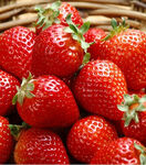 Розсада полуниці. Сорт Гранда Роса