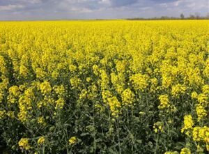 Насіння озимого ріпаку ЄС КАПЕЛЛО (Lidea (Євраліс), Ukraine) 