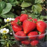 Розсада полуниці Валері (Valery) (ВКС)