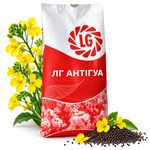 Насіння озимого ріпаку АНТІГУА
