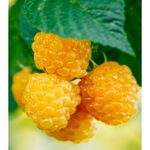 Малина жовта Ананасна Вігорова (ВКС)