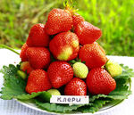 Саджанці полуниці Клері