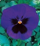 Дінастія Blue Blotch