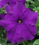 Петунія Танака Blue