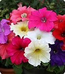 Танака Діп Роуз