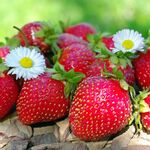 Розсада полуниці Ельсанта (ВКС)