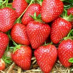 Саджанці середньоранньої полуниці Еліанні (Elianny) 5 шт.