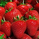 Розсада полуниці сорт Нора (ВКС)