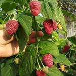 Малина-дерево Казка