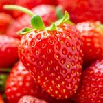 Розсада полуниці сорту Лорд (ВКС)