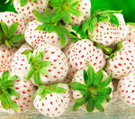 Саджанці ранньої полуниці Анабланка (Anablanka) - 5 шт.