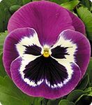 Дінастія Purple Bicolour