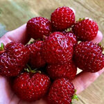 Саджанці пізньої полуниці Міце Шиндлер - 5 шт. (ВКС)