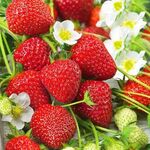 Розсада полуниці Філон (ВКС)