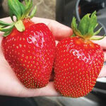 Розсада полуниці Квікі (ВКС)