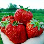 Саджанці пізньої великоплідної полуниці Кристал голд (ВКС) 5 шт.