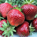 Розсада полуниці. Сорт Сенсейшн