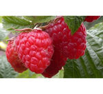 Малина ремонтантна Шапка Мономаха (ВКС)