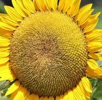 Семена подсолнуха LIVE