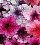 Петунія Віртуоз Berry Mixed