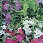 Табак Арома