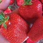 Саджанці крупноплідної полуниці Кебот - 5 шт. (ВКС)